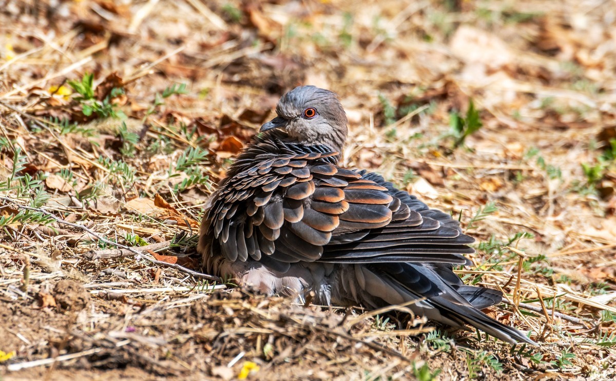 斑鸠晒太阳（四）