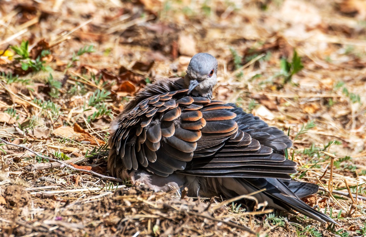 斑鸠晒太阳（四）