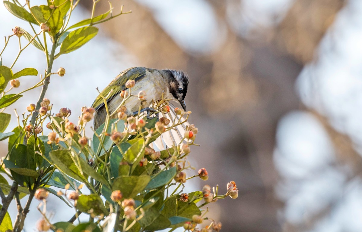 白头鹎（二十四）