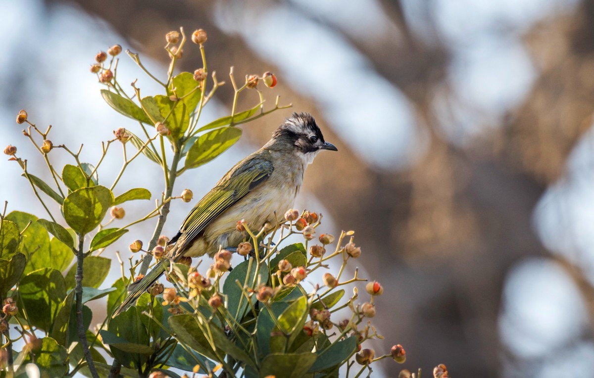 白头鹎（二十四）
