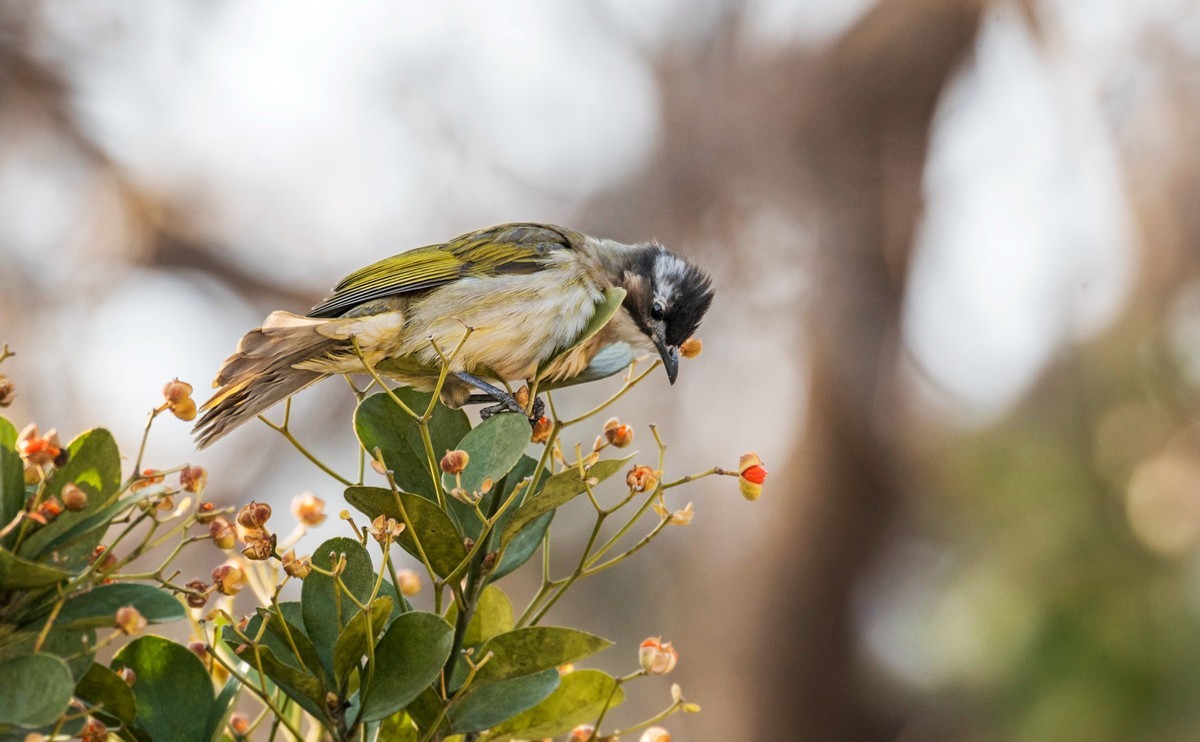 白头鹎（二十四）
