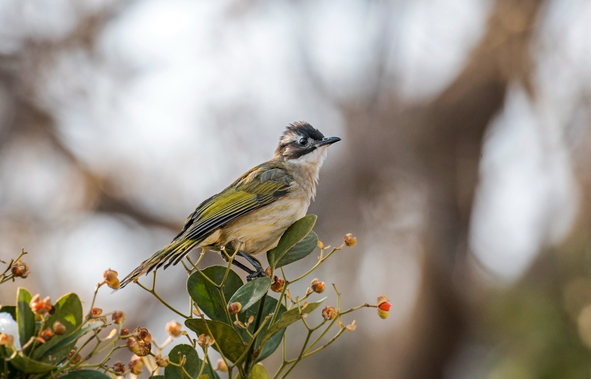 白头鹎（二十四）