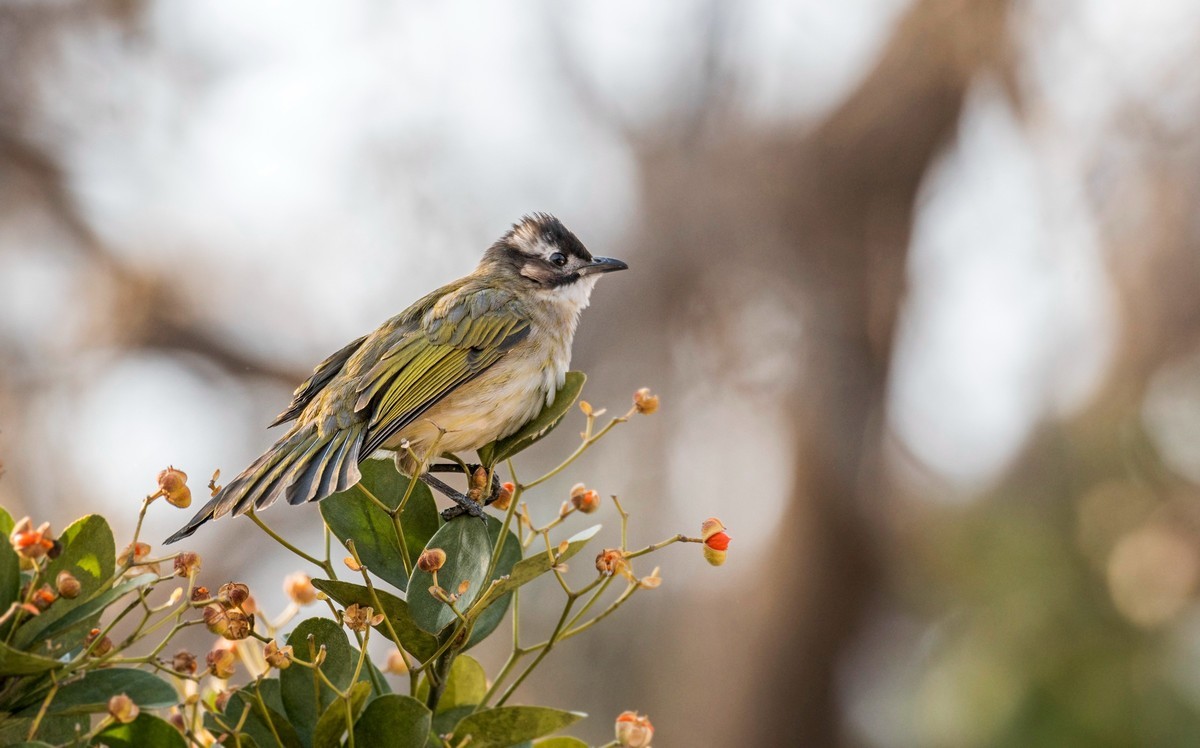 白头鹎（二十四）