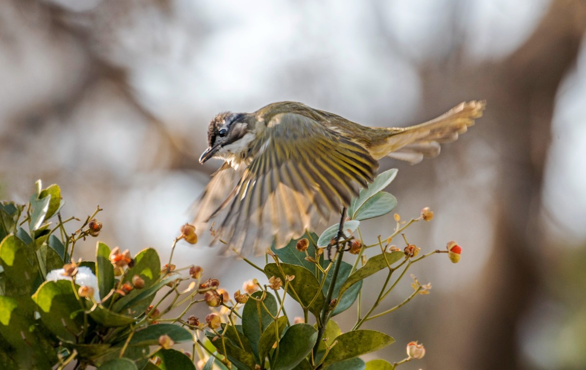 白头鹎（二十四）