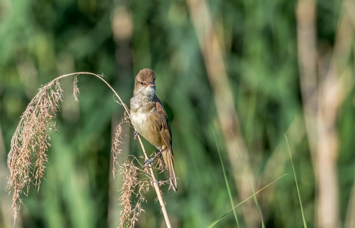 爱唱歌的大苇莺（十六）