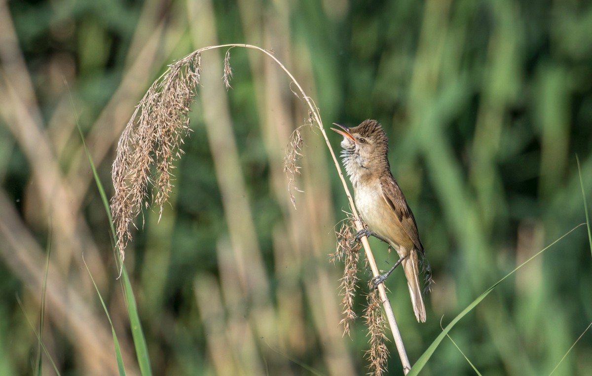 爱唱歌的大苇莺（十六）