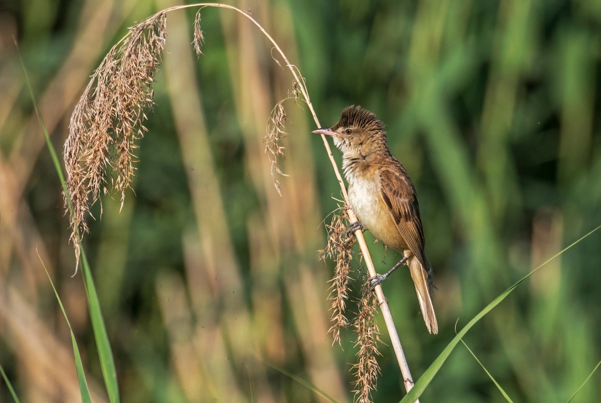 爱唱歌的大苇莺（十六）