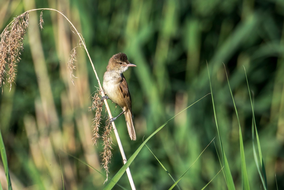 爱唱歌的大苇莺（十六）