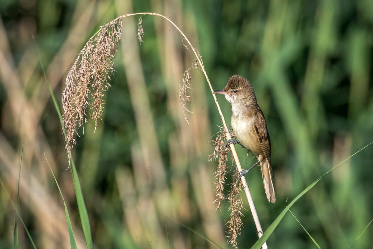 爱唱歌的大苇莺（十六）