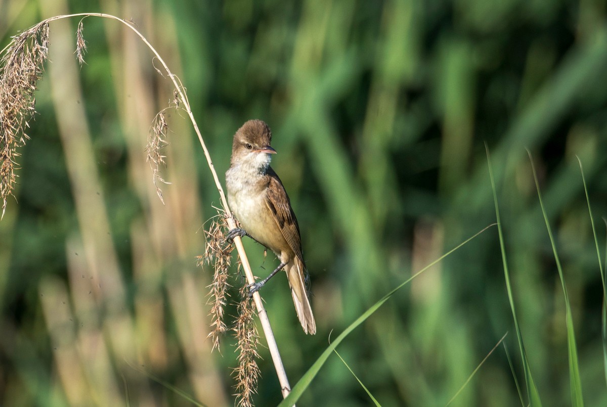 爱唱歌的大苇莺（十六）