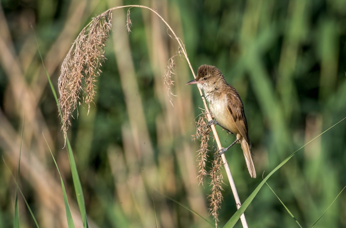 爱唱歌的大苇莺（十六）