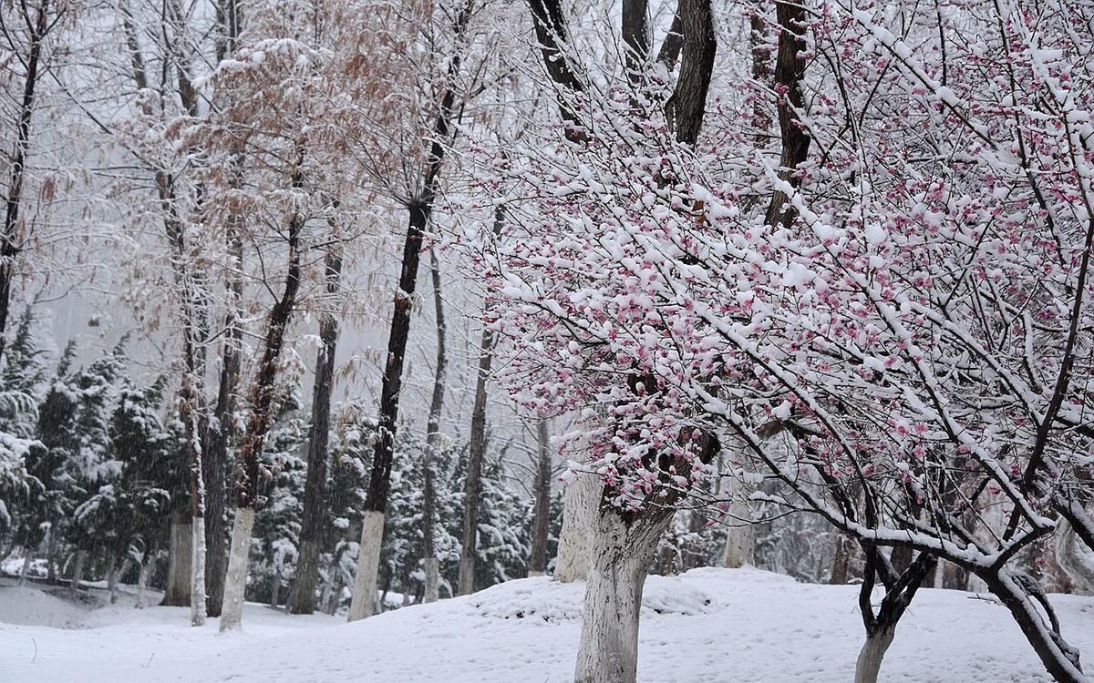 紅梅傲雪圖