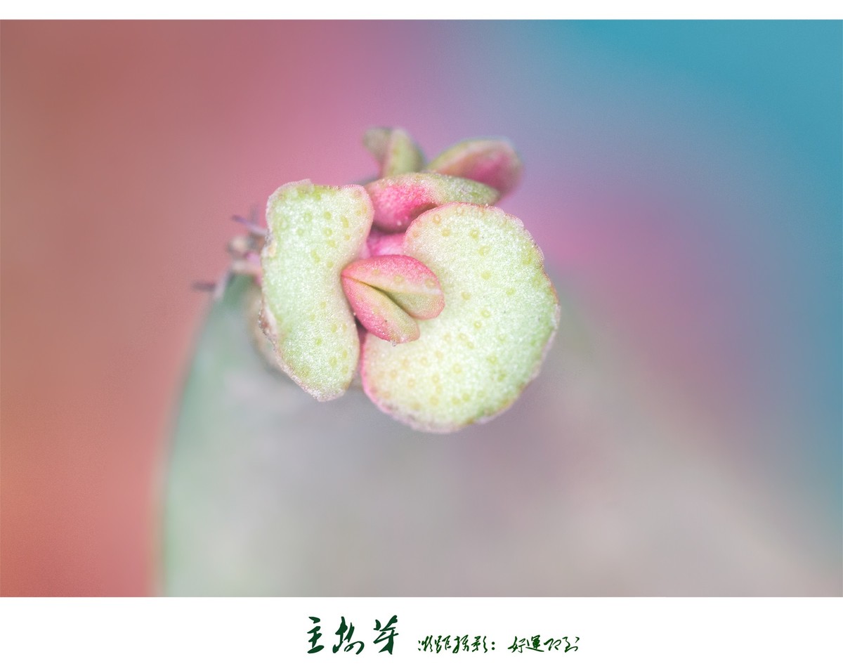 ~~~玉树芽~~~