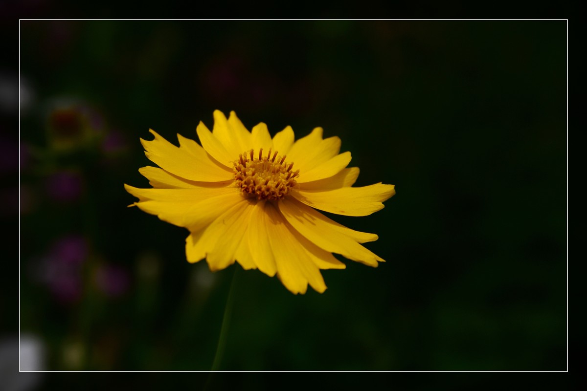 花花草草（九）