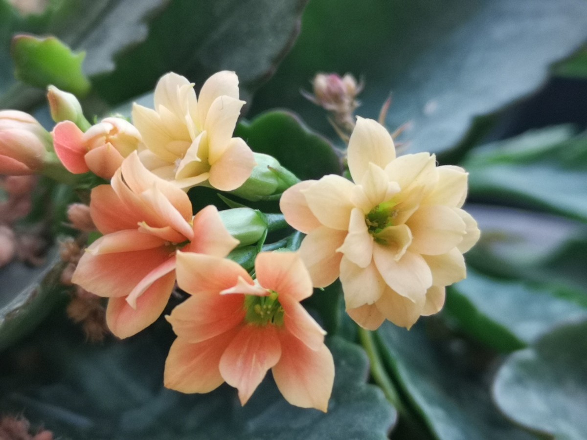 手机拍的小花