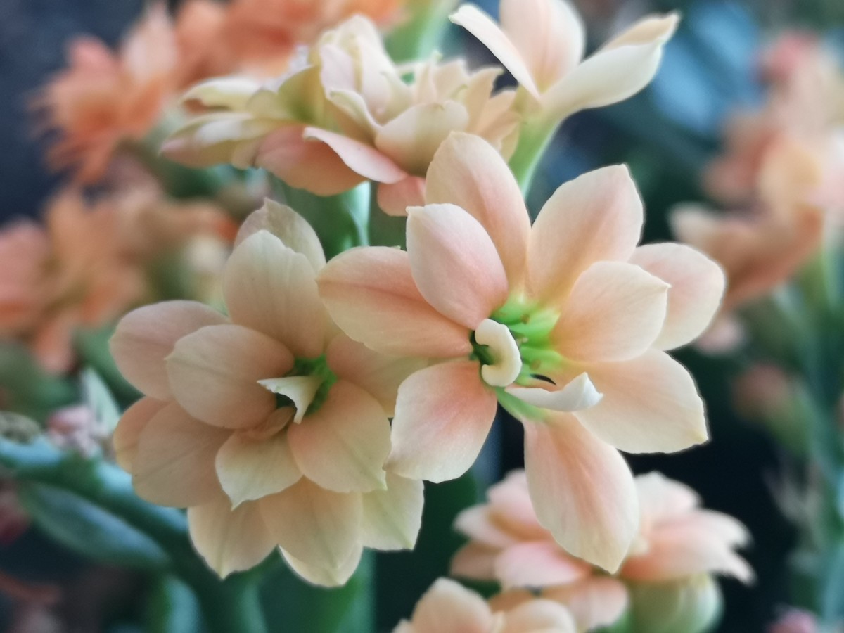 手机拍的小花