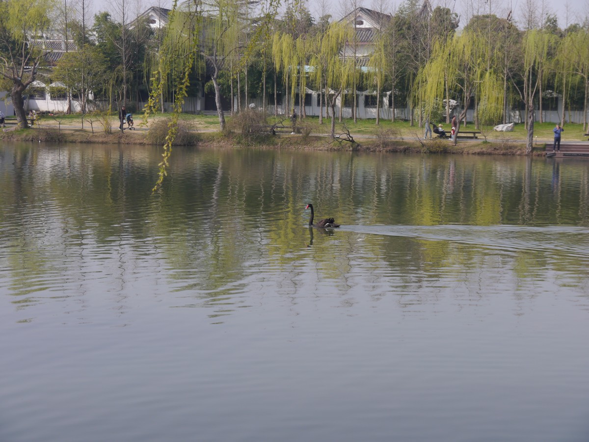 春江水暖鸭先知--摄于扬州瘦西湖