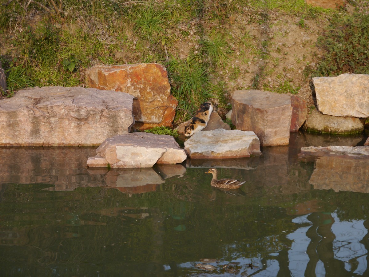 春江水暖鸭先知--摄于扬州瘦西湖