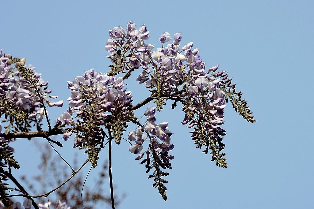 葛花=2