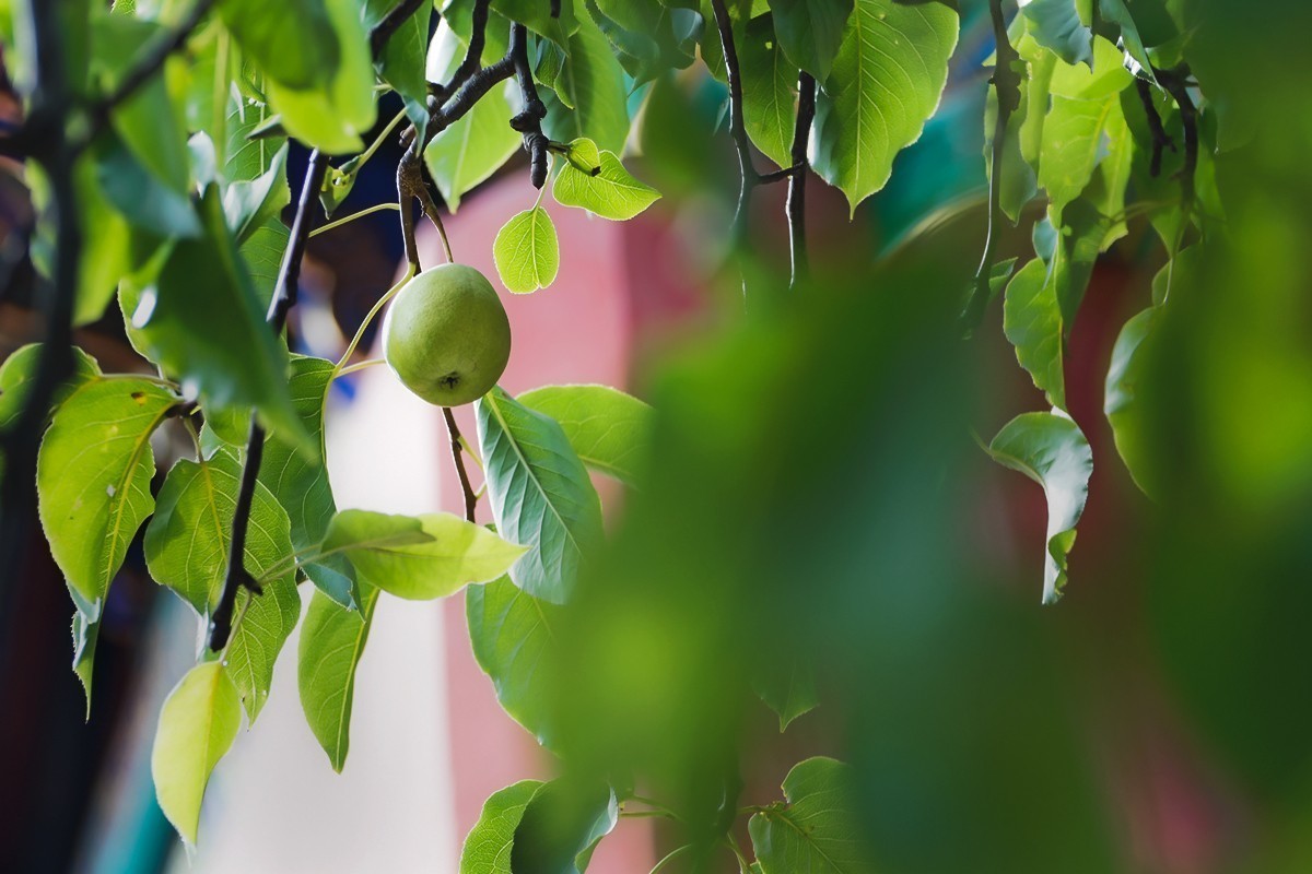 康宁宫的那棵梨树