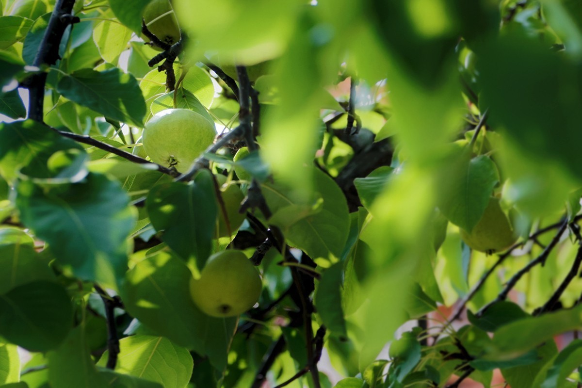 康宁宫的那棵梨树