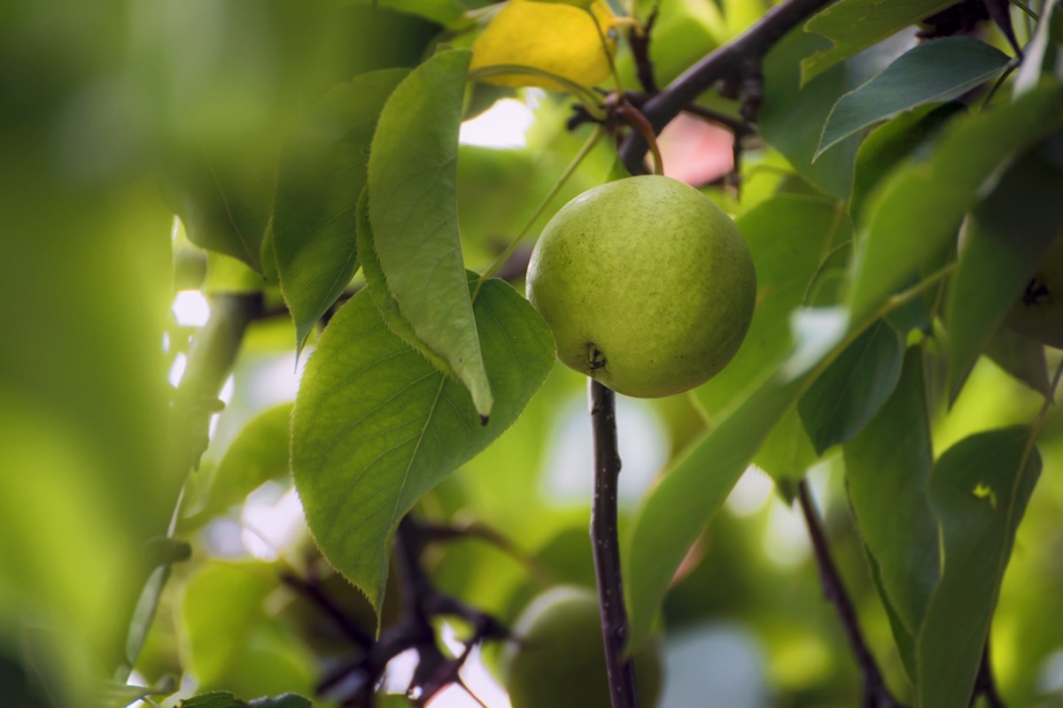 康宁宫的那棵梨树