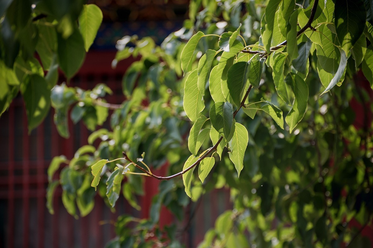 康宁宫的那棵梨树