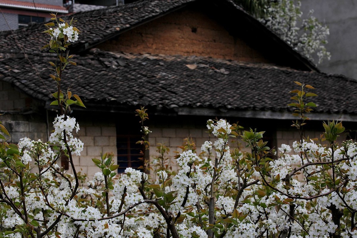 米易梨花【四】