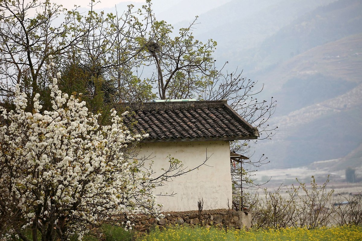 米易梨花【四】