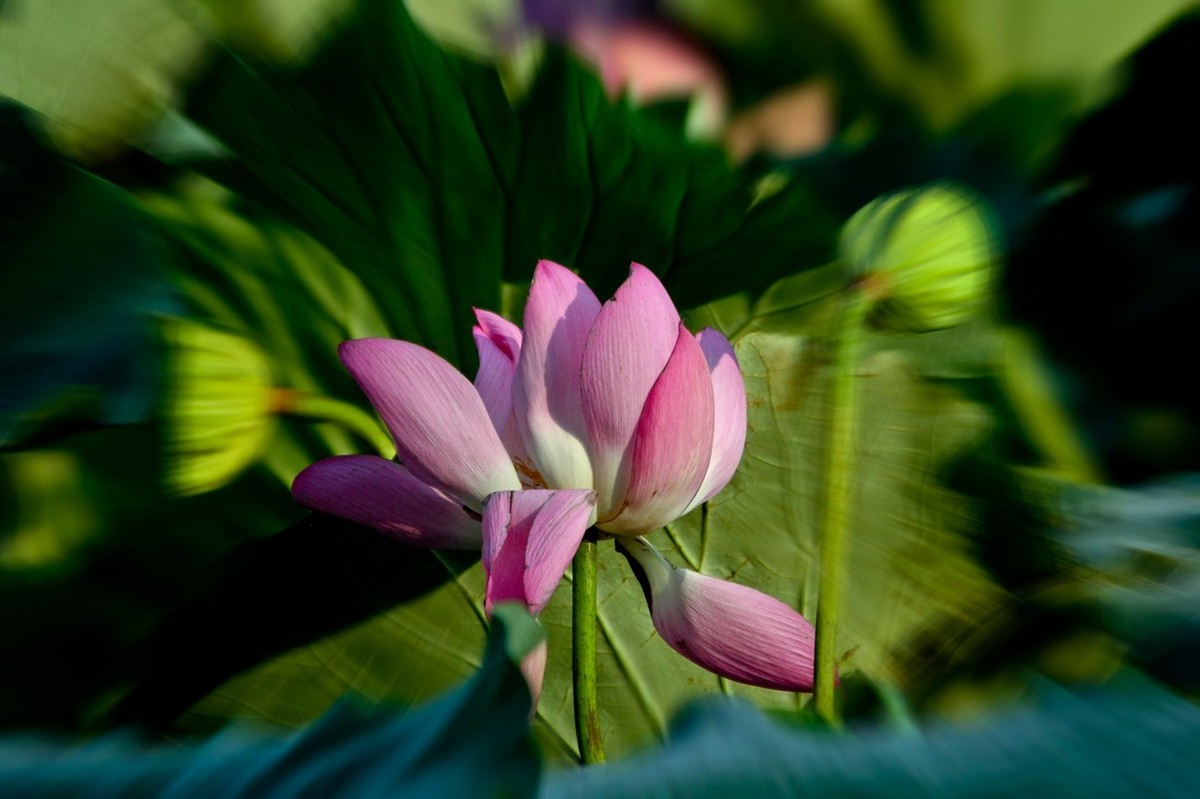 明湖秋荷（三）