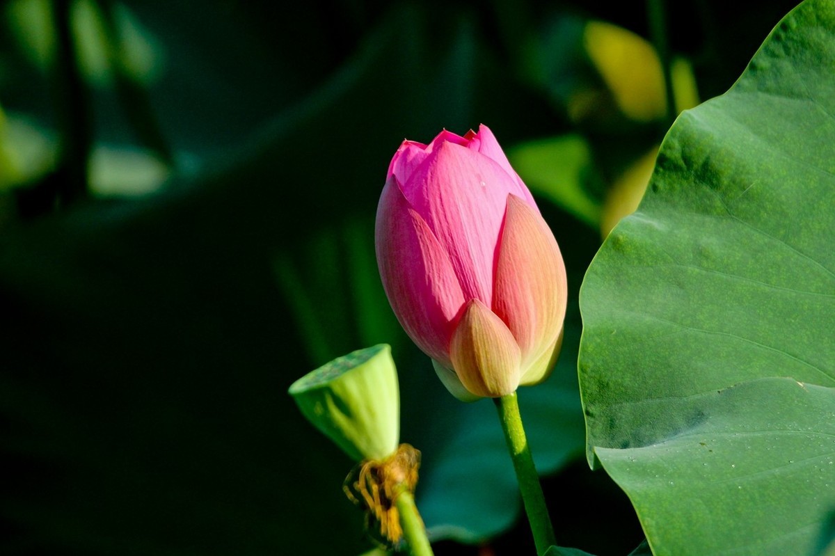 明湖秋荷（三）