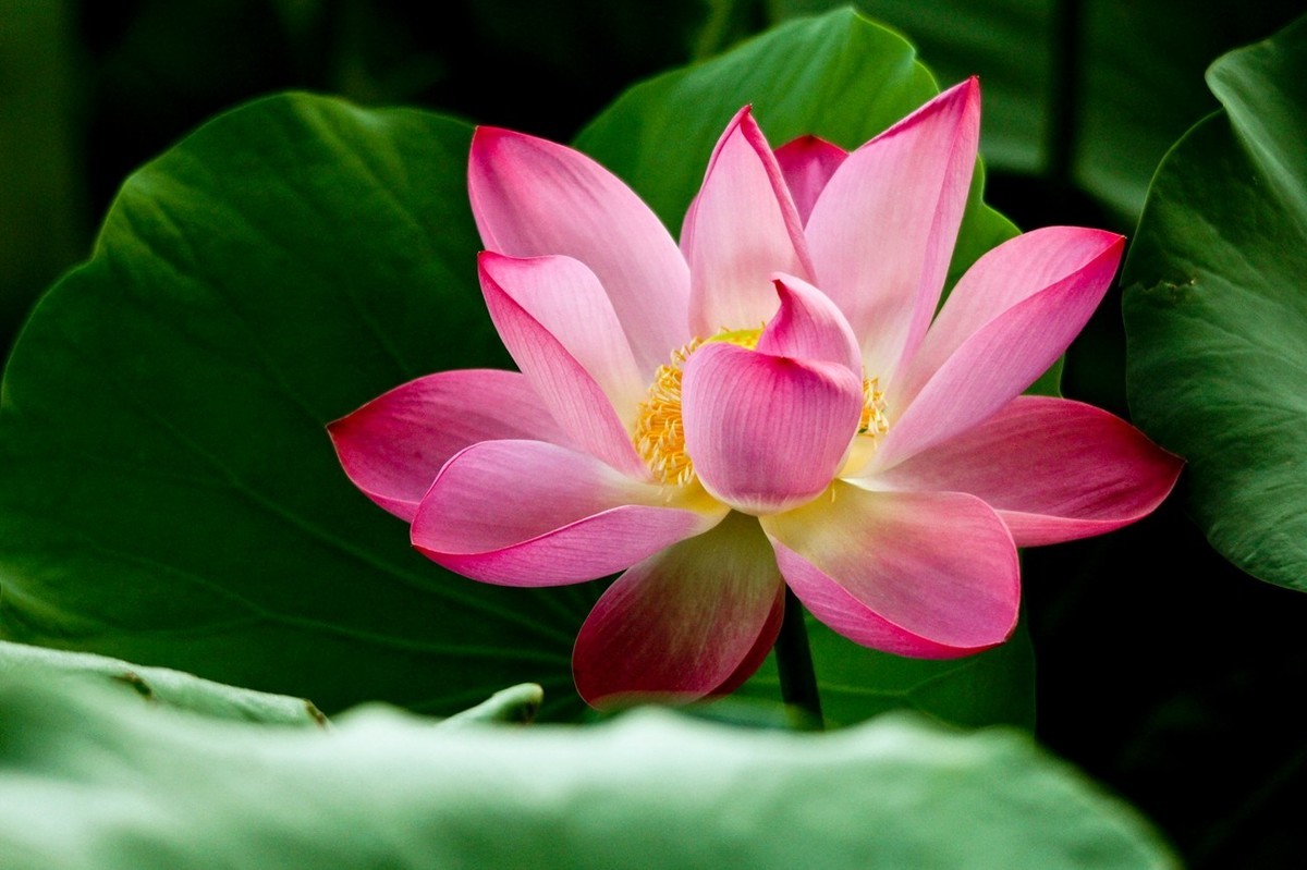 明湖秋荷（三）