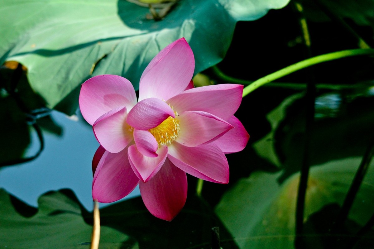 明湖秋荷（三）