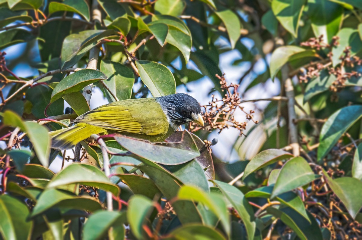 领雀嘴鹎（五）