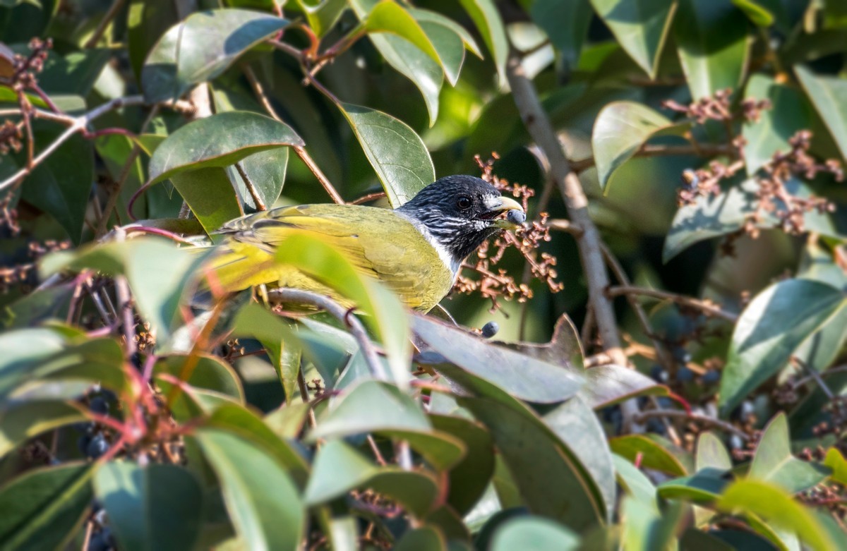 领雀嘴鹎（五）