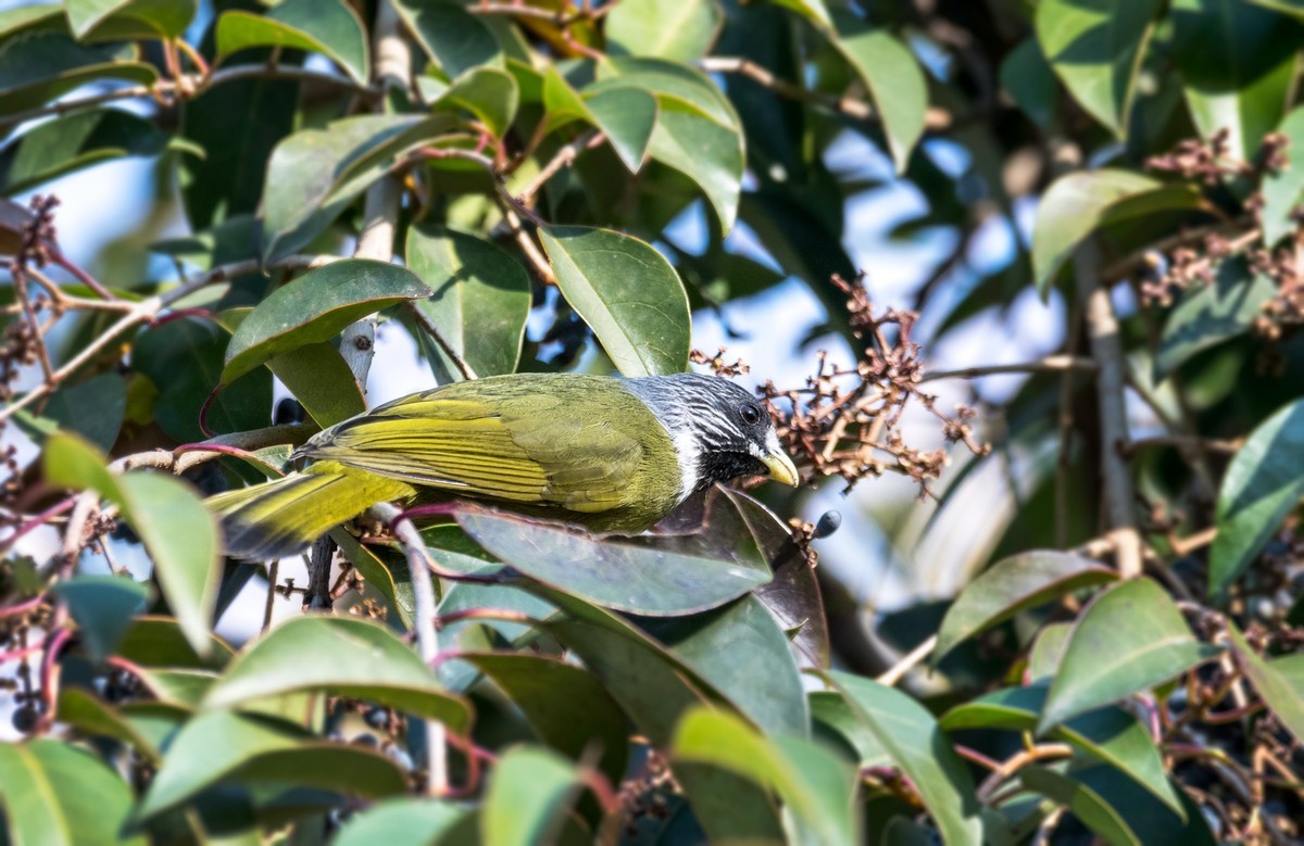 领雀嘴鹎（五）