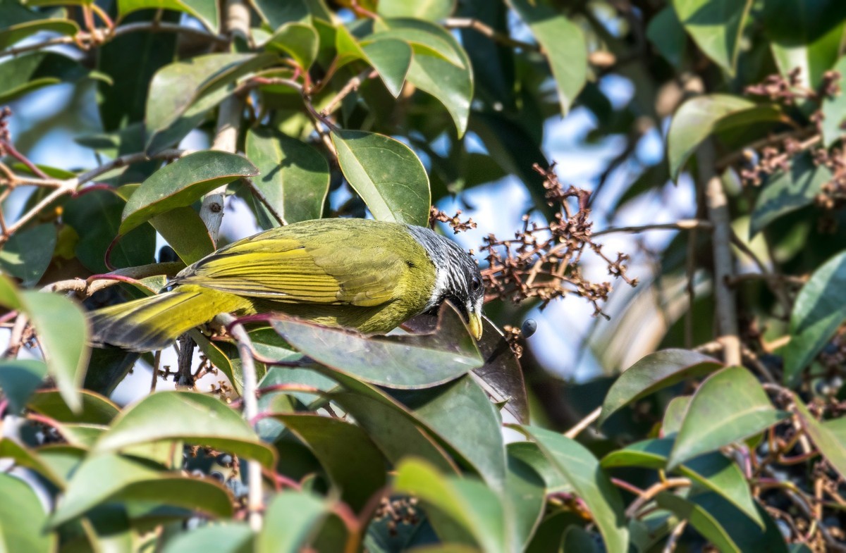 领雀嘴鹎（五）