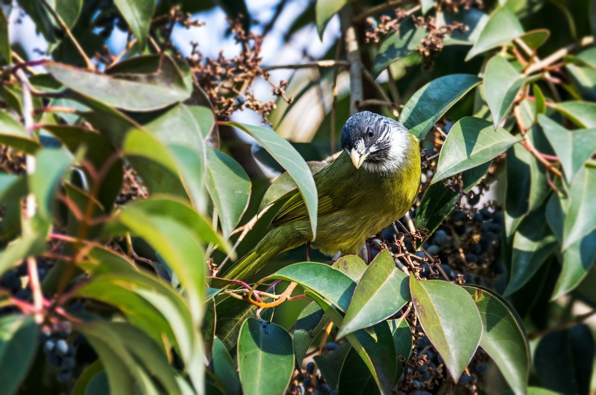 领雀嘴鹎（五）