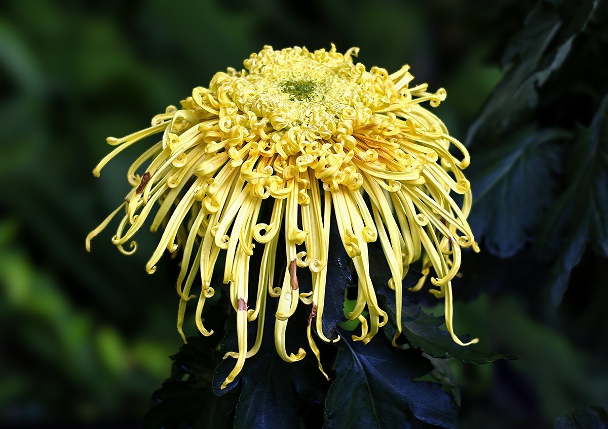 浩气存黄花，同心筑伟梦！