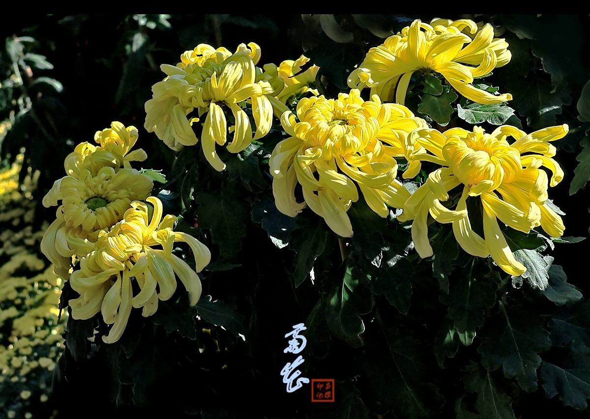 浩气存黄花，同心筑伟梦！