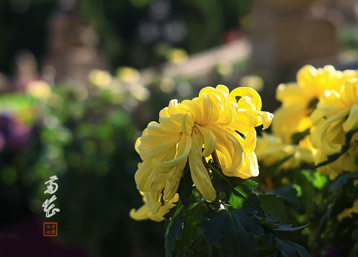 浩气存黄花，同心筑伟梦！