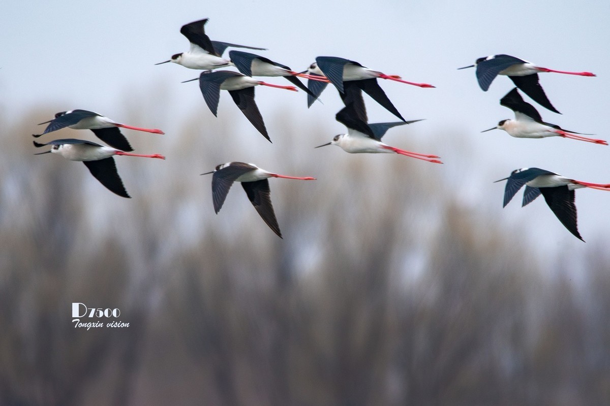 玉龙湖来了新客——长腿鹬（5）