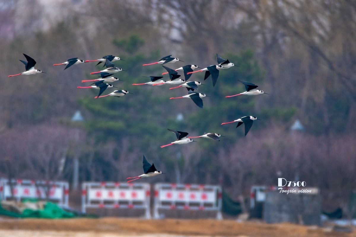 玉龙湖来了新客——长腿鹬（5）