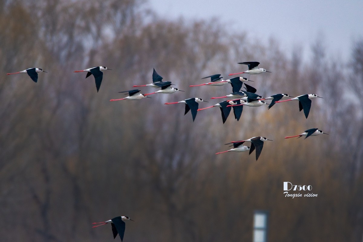 玉龙湖来了新客——长腿鹬（5）