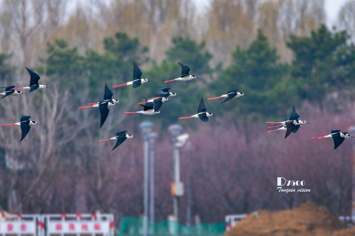 玉龙湖来了新客——长腿鹬（5）