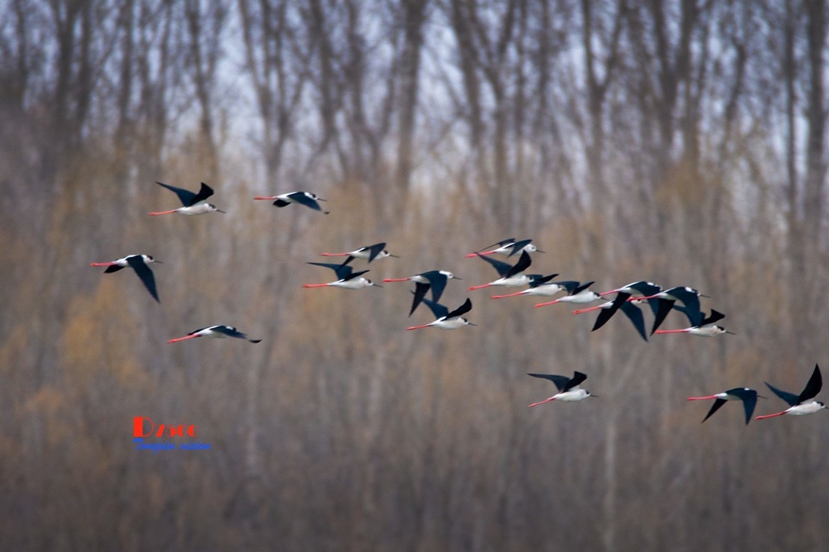 玉龙湖来了新客——长腿鹬（5）