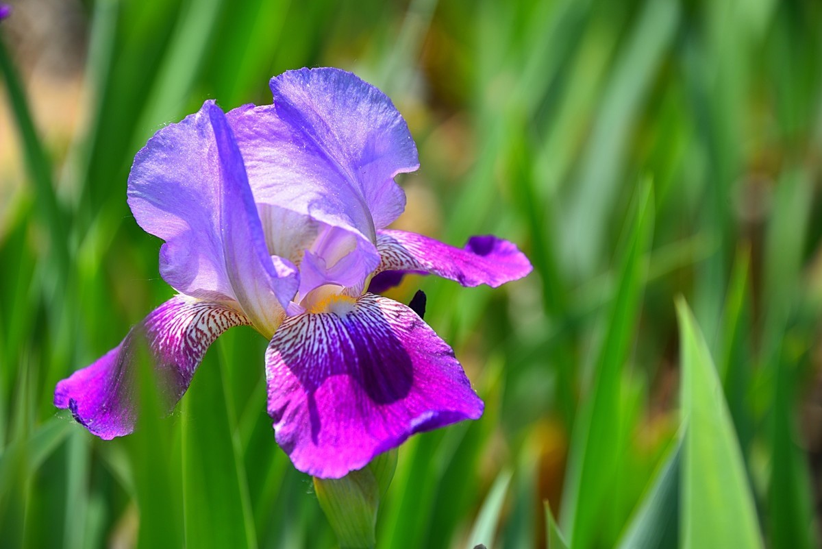 德国鸢尾花（12）