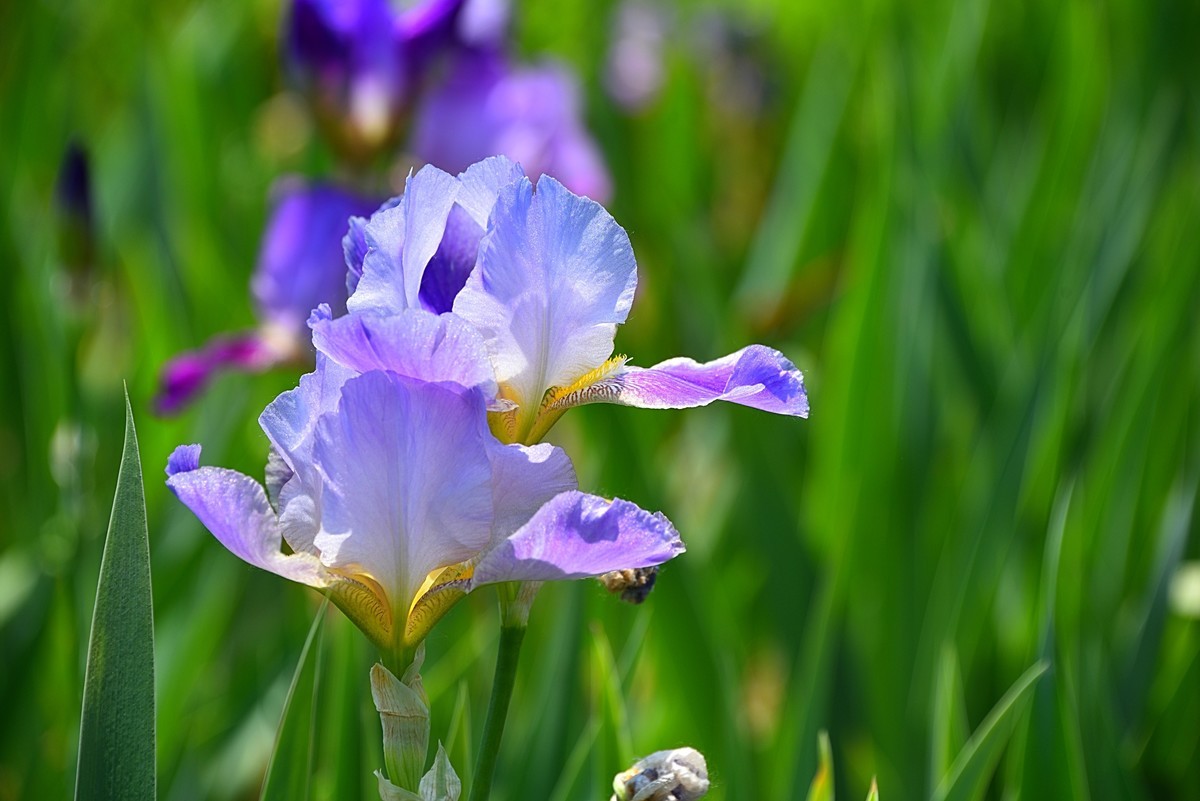德国鸢尾花（12）