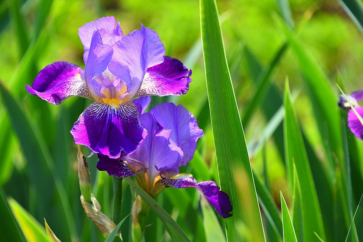 德国鸢尾花（13）