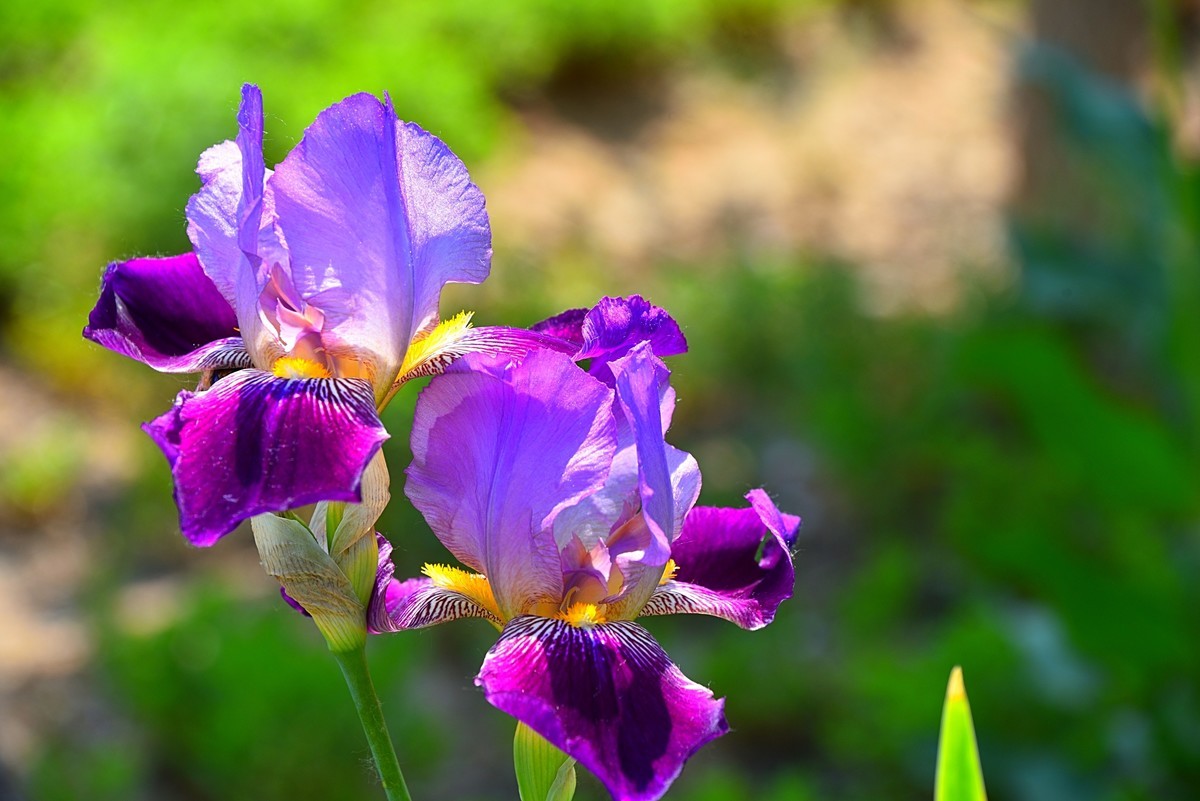 德国鸢尾花（13）